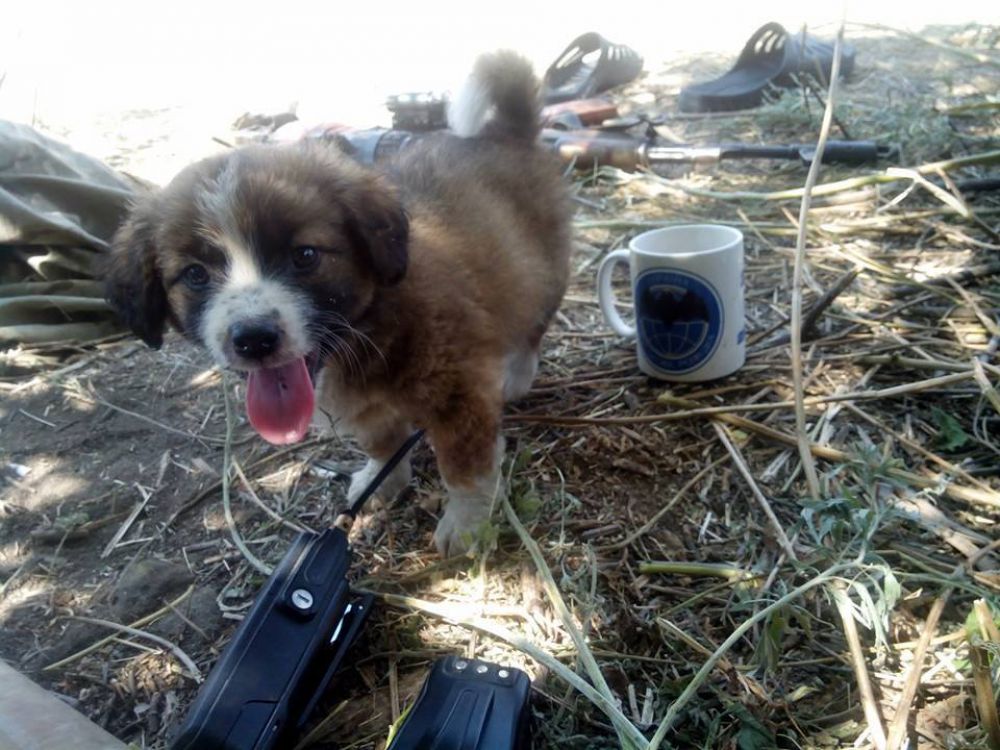 Коты и собаки в зоне АТО
