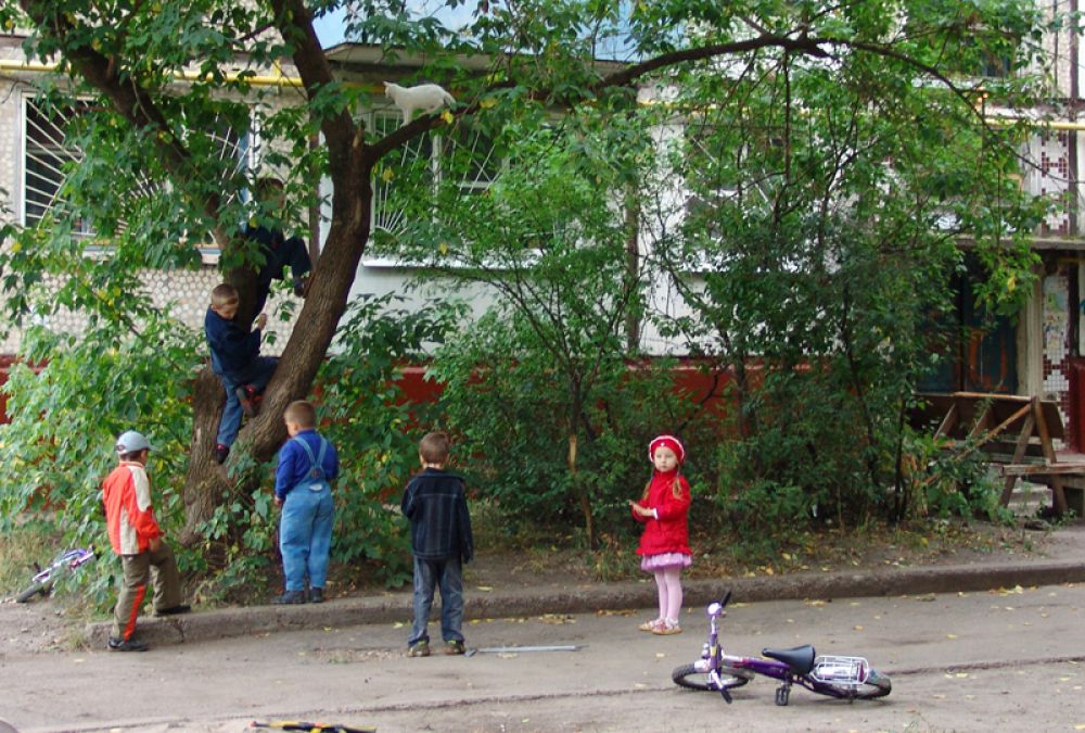 Операция по снятию кота с дерева - дворовый МЧС