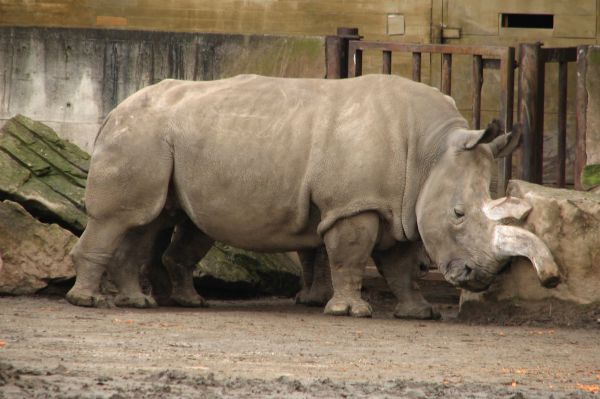 В мире осталось всего три особи северных белых носорогов . Последние представители вида, один самец и две самки, живут в экваториальном природном заповеднике «Ол Педжета» в Кении.