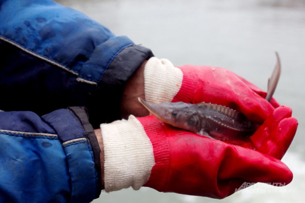 Говорят, в последнее время рыбакам бассейна Оби уже начали попадаться редкие рыбы в качестве улова.