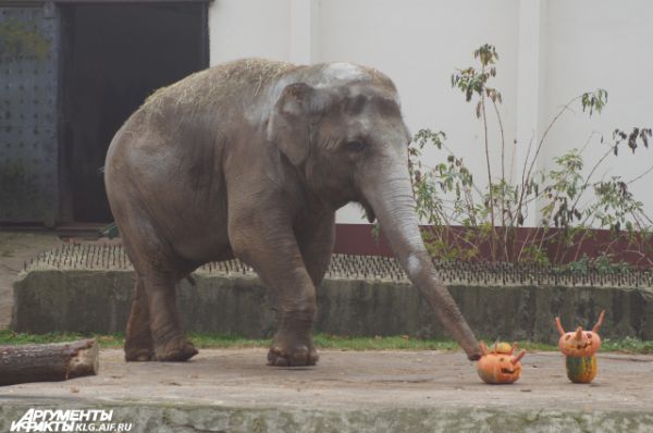 Старожила зоопарка слониху Преголю долго уговаривать отведать лакомство не пришлось. 