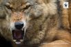 Волк. Во время погони волк может достигать скорости 65 километров в час (18 метров в секунду). У волка сильные челюсти с острыми клыками и так называемыми плотоядными зубами, которыми он разрывает и жует мясо. Челюсти волка настолько мощные, что он может разломить бедро лося за 6-8 укусов. Водятся в Волгоградской области.