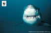 Большая белая акула, или акула-людоед. Ее длина обычно превышает 4 метра, а мощь челюстей в сочетании с острыми зубами делает ее укус фатальным для большинства жертв.