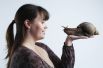 Мы привыкли, что улитки – это маленькие моллюски. Но обратное вам докажет ахатина гигантская – сухопутный брюхоногий моллюск из подкласса легочных улиток