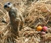 Животные хорошо приручаются. Из них получаются отличные домашние любимцы