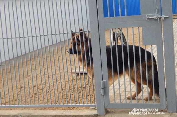 Многие из питомцев уже помогли в раскрытии преступлений