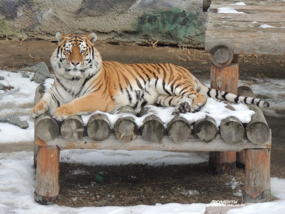 200-килограммовый тигр величественно смотрит на посетителей.