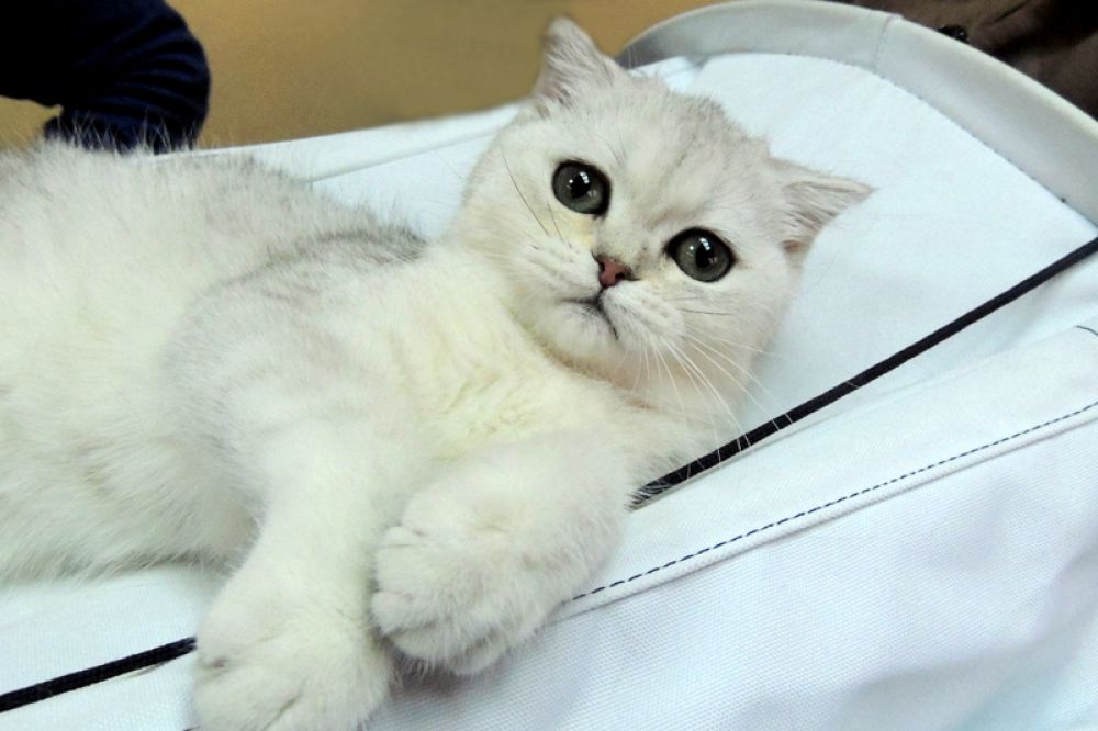 Может быть, именно этот котенок ждет друзей?