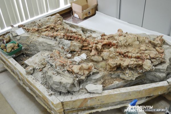 Несколько окаменевших скелетов переплетены друг с другом. Погибая под оползнем, динозавры падали один на другого. Это одна из недавних находок. Её сделали практически под конец сезона. 