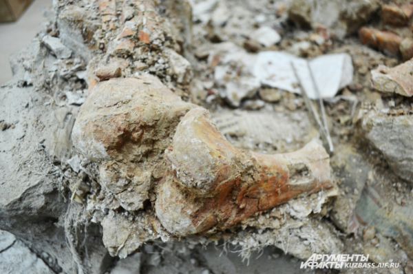 Каждую косточку палеонтолагм приходится доставать из монолита, буквально счищая сотни миллионов лет с останков.