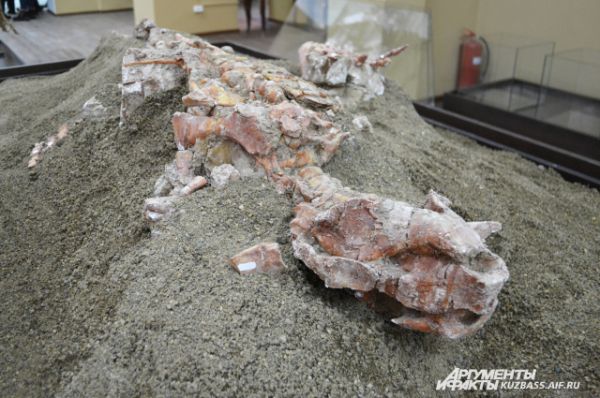 Его, как и остальные скелеты, кузбасские учёные обнаружили на раскопках в окрестностях села Шестаково весной и летом 2014 года.