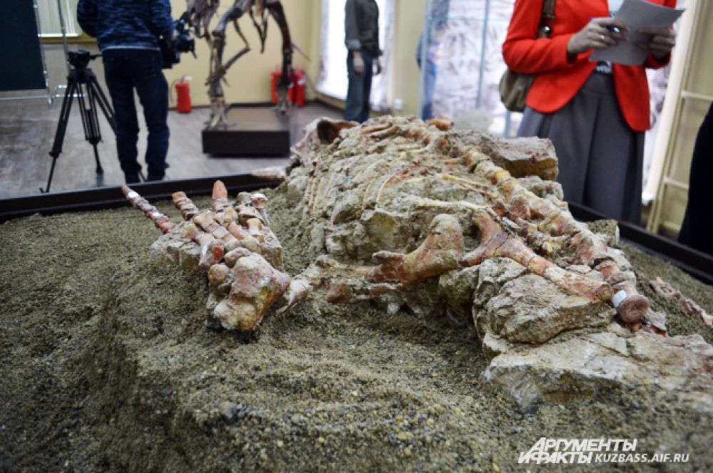 Очевидно, что погиб молодой динозавр под слоем обрушившейся глины от множественных переломов.