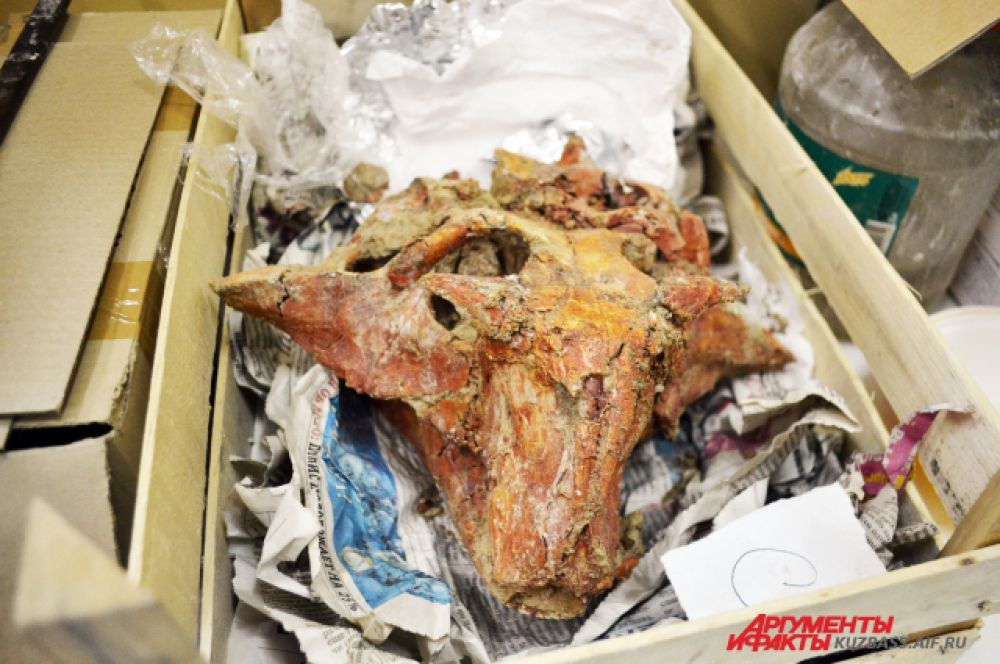 Многие черепа и кости очень хорошо сохранились, но ещё в коробках – экспонируются пока не все.