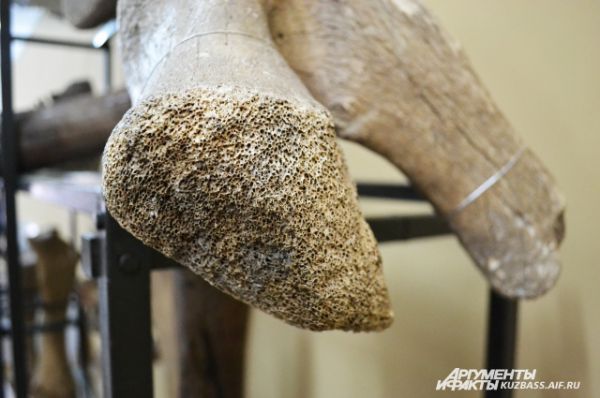 Остальные кости тоже были у мамонта пористыми, но в той же мере, что и у остальных млекопитающих.