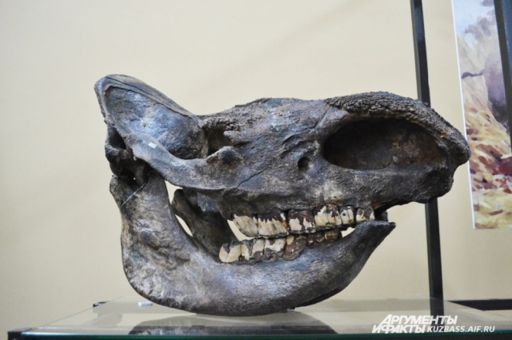 Экспонатам мамонтовой эпохи 40-50 тыс. лет. Череп шерстистого носорога.