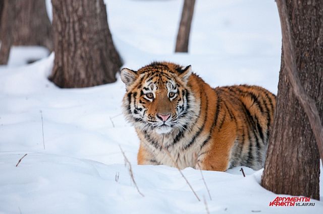 Тигр ушёл туда, где есть снег.