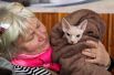 Выставка кошек в Киеве