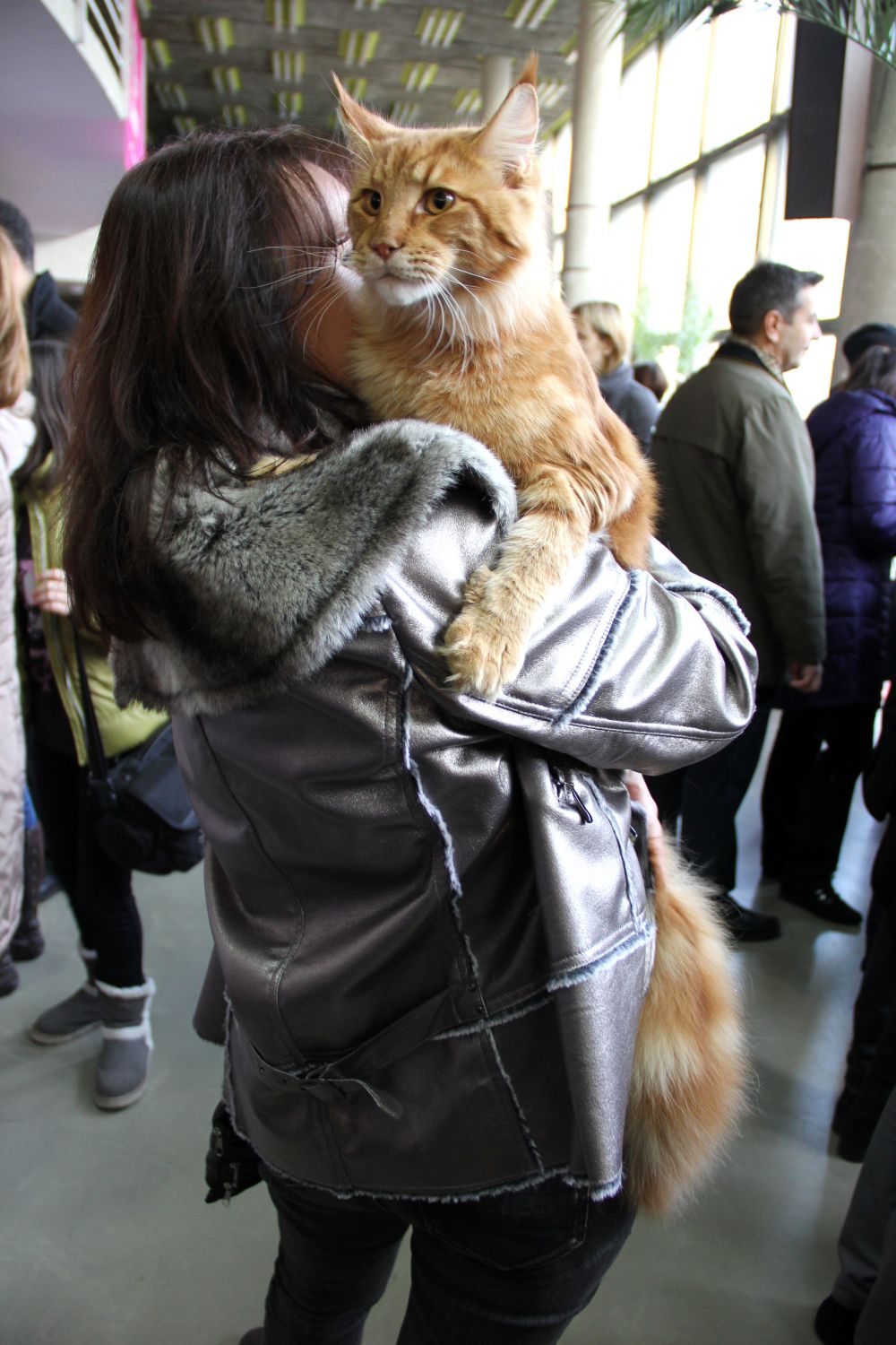 Выставка кошек в Киеве