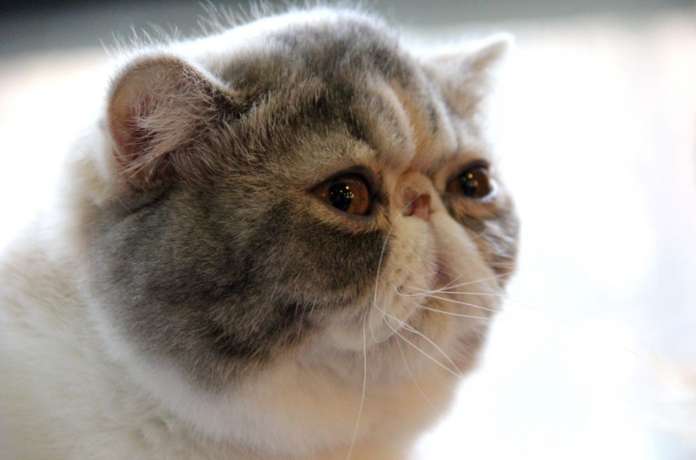 Выставка кошек в Киеве