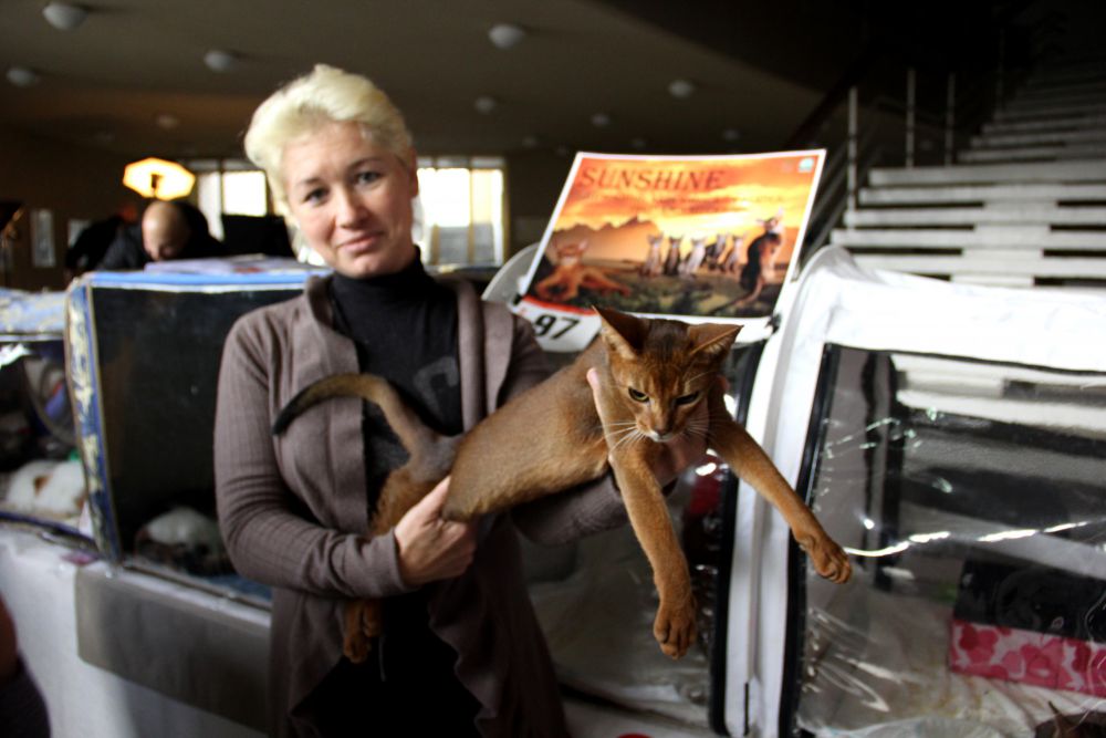 Выставка кошек в Киеве