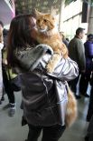 Выставка кошек в Киеве
