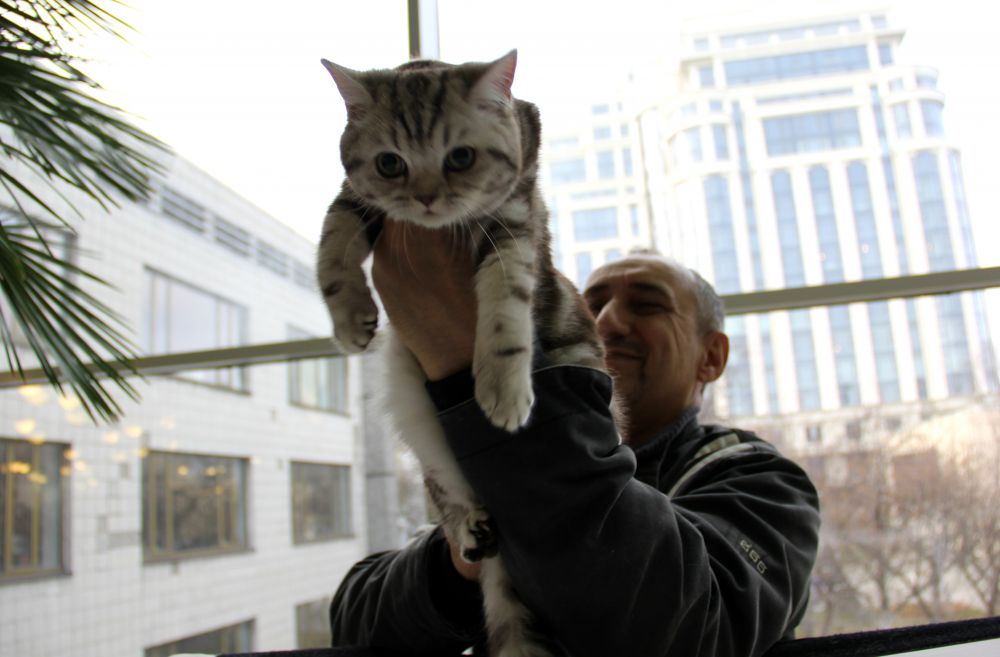 Выставка кошек в Киеве
