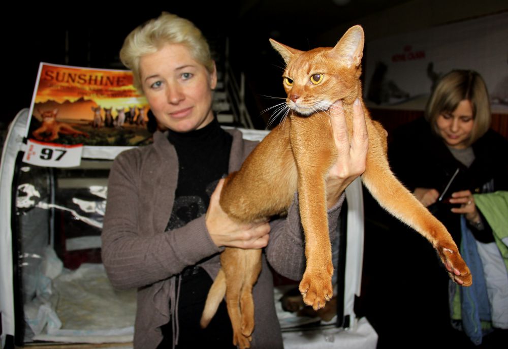 Выставка кошек в Киеве