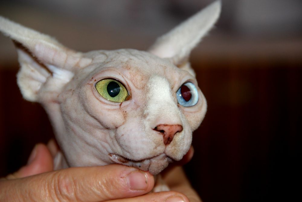 Выставка кошек в Киеве