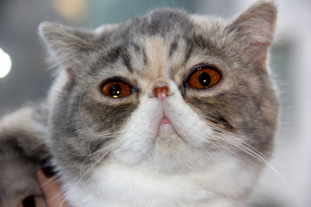 Выставка кошек в Киеве