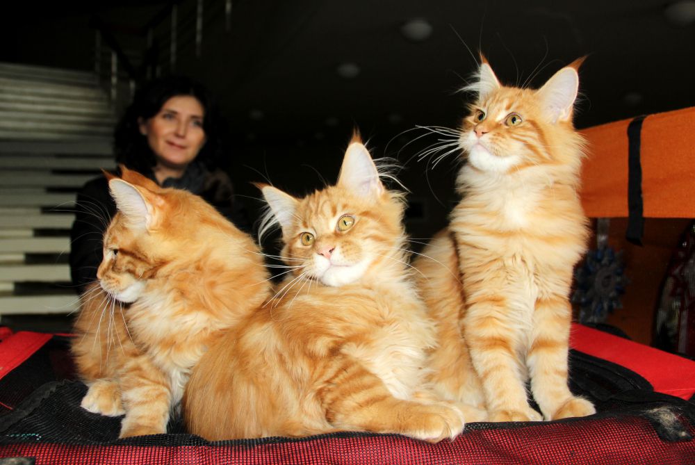 Выставка кошек в Киеве