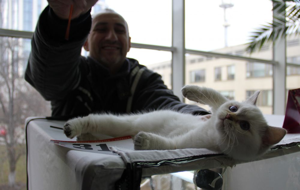 Выставка кошек в Киеве