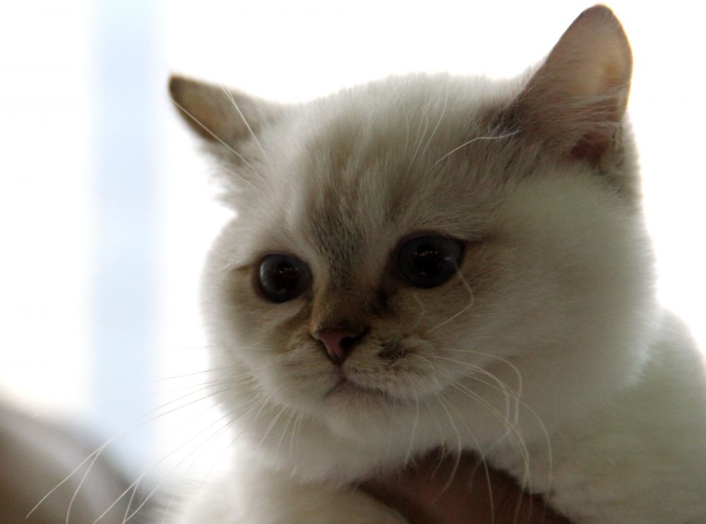 Выставка кошек в Киеве