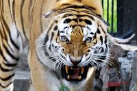 Тигр - опасный и коварный хищник.
