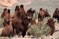 Разведение верблюдов играет важную роль в экономике Монголии.