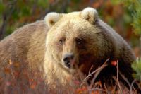 Медведь не только опасный хищник, но и разносчик вирусных болезней.  