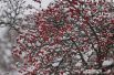 Деревья нарядились снежными кружевами.