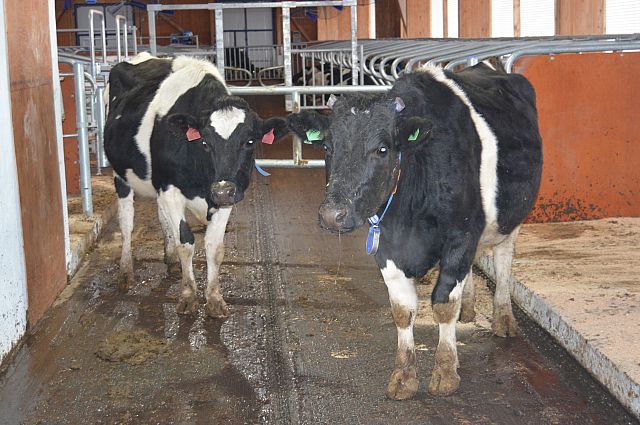 Коровы на автоматизированной ферме.