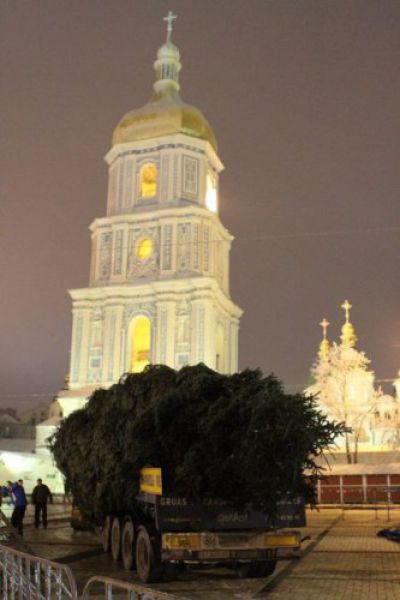 В Киев привезли главную новогоднюю елку 