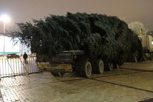 В Киев привезли главную новогоднюю елку 