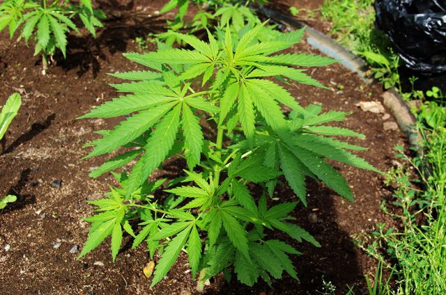 Конопля черноземья питательный раствор для гидропоника марихуаны