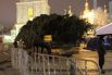 В Киев привезли главную новогоднюю елку