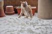 Животные, которые впервые увидели снег