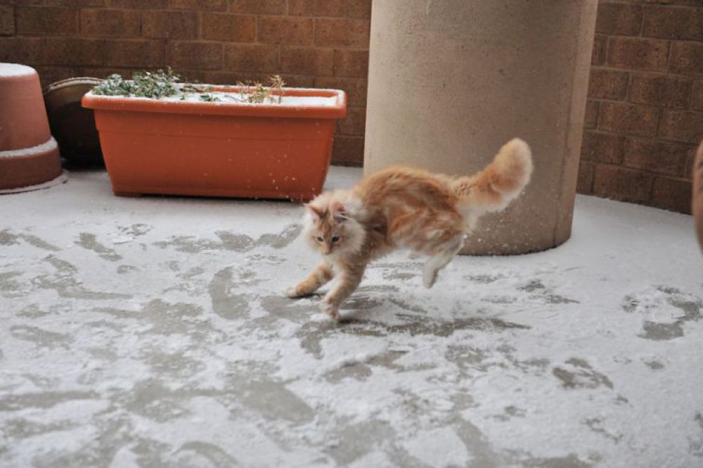 Животные, которые впервые увидели снег