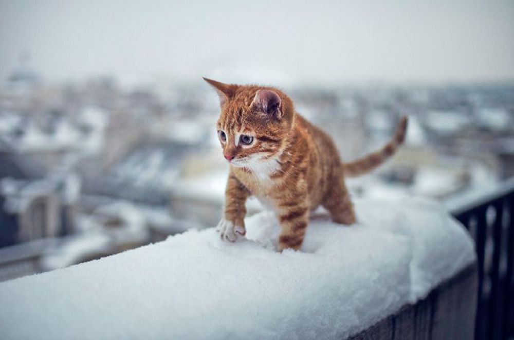 Животные, которые впервые увидели снег