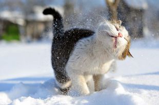 Животные, которые впервые увидели снег