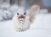 Животные, которые впервые увидели снег