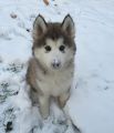 Животные, которые впервые увидели снег