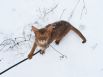 Животные, которые впервые увидели снег