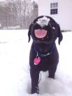 Животные, которые впервые увидели снег