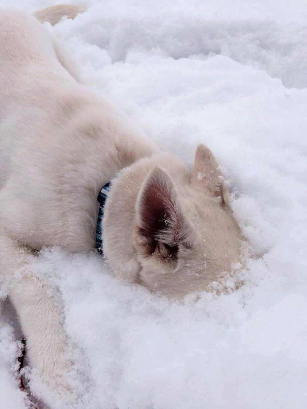 Животные, которые впервые увидели снег